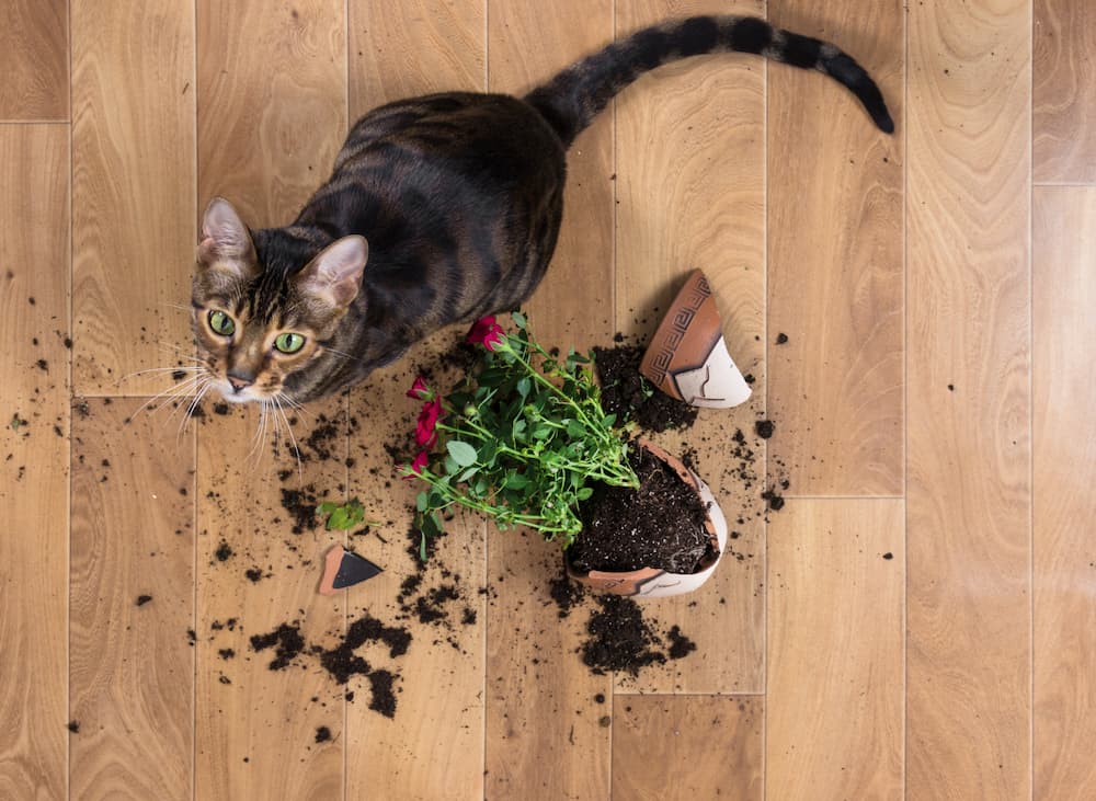 why do cats knock things over?