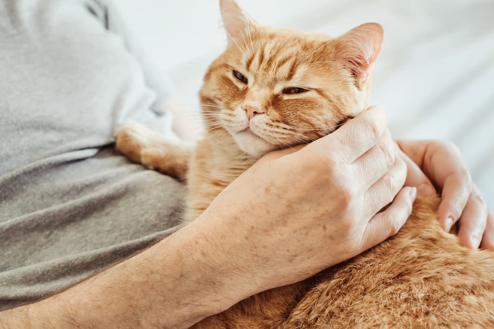 adopting a cat in your golden years, how cats help mental health