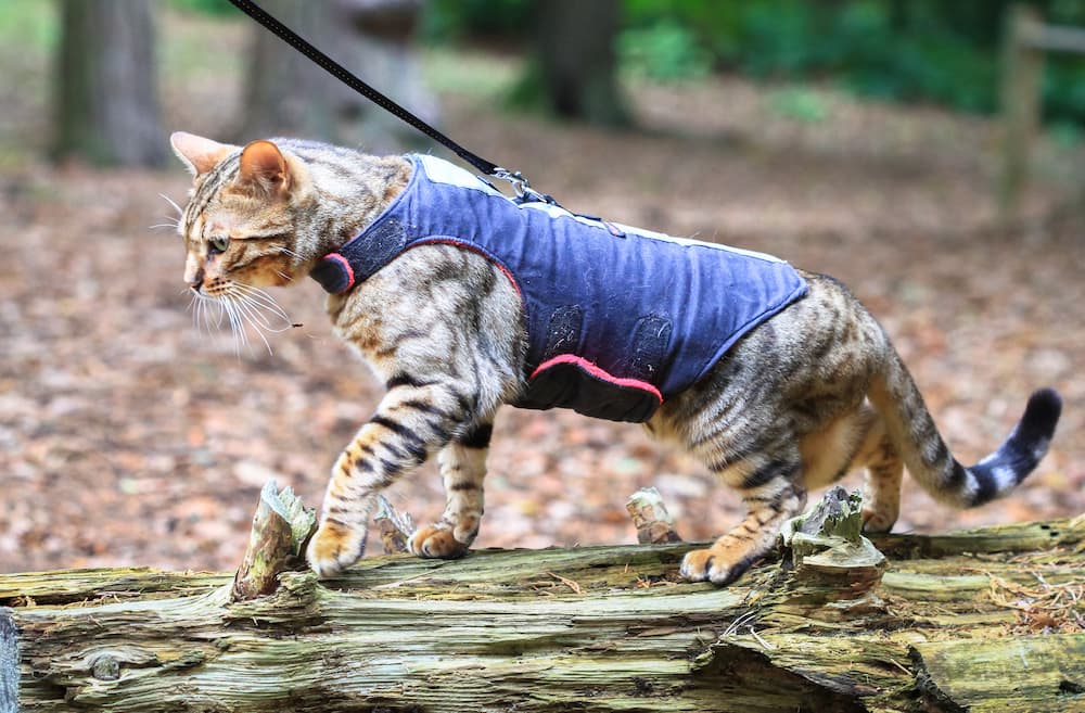 cat camping, keeping your cat safe outside, cat harness