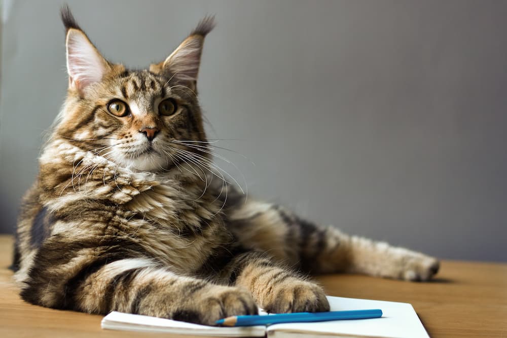 American Maine Coon Cat