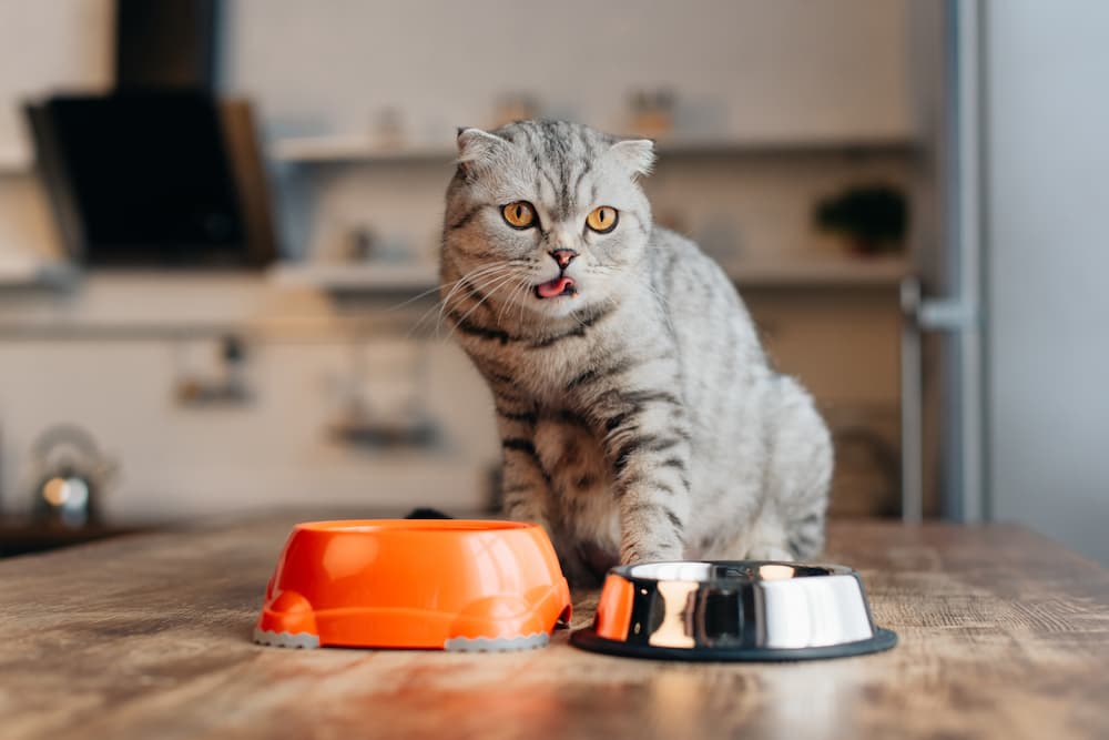 food allergies and sensitivities in cats