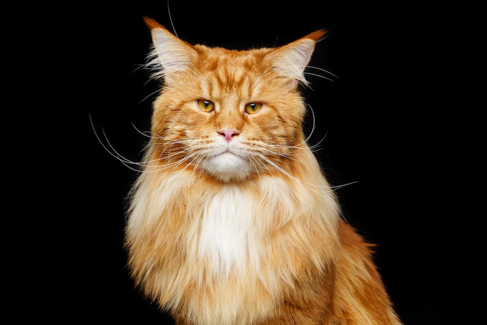 European Maine Coon