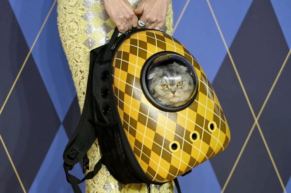 Argylle cat backpack