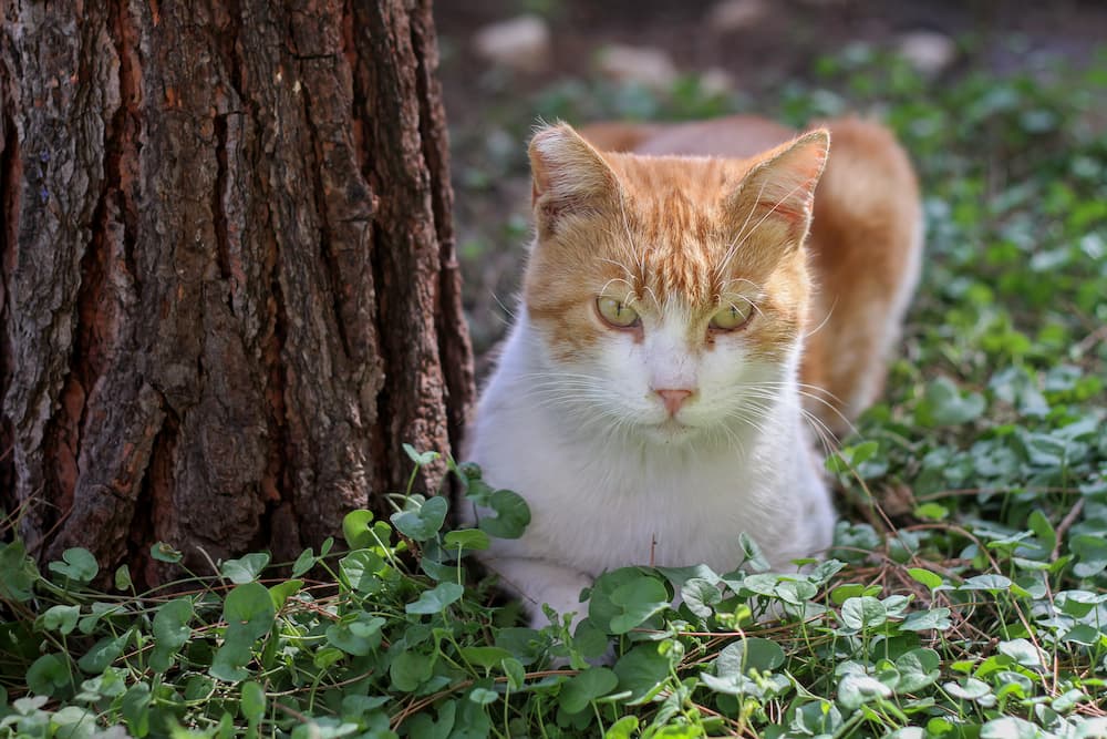 ear tipping in cats