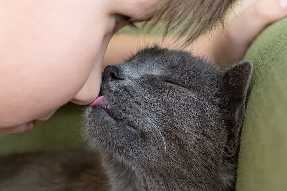why do cats lick you