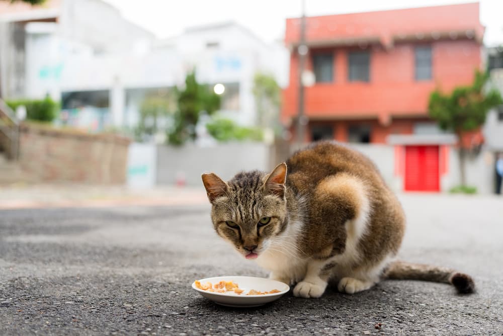 ear tipping in cats